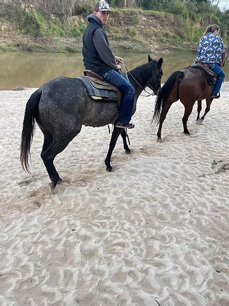 bella ranch horseback riding